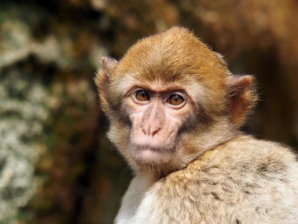 Jovem macaco berbere — Fotografia de Stock