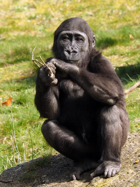 Gorilla jongere zitten — Stockfoto