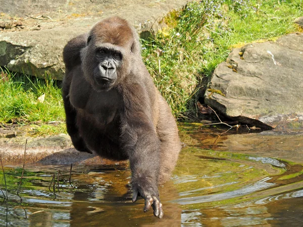 Female gorilla in the water — Stock Photo, Image