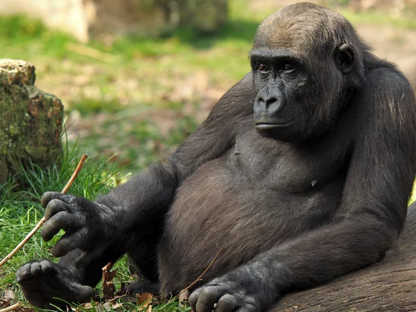 Gorilla youngster sitting near log — Stock Photo, Image