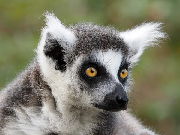 Retrato de Lemur Animal en la reserva — Foto de Stock