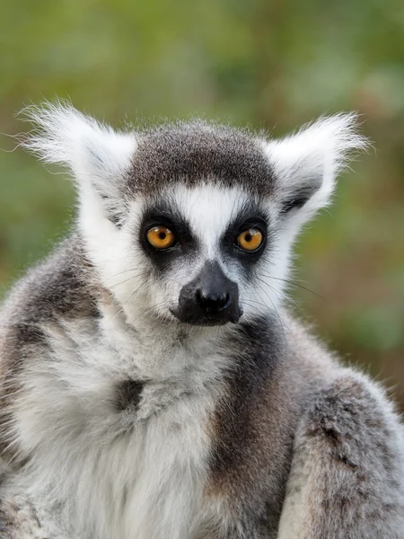 Retrato de Lemur Animal en la reserva — Foto de Stock