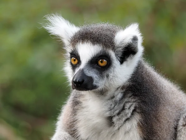 Retrato de Lemur Animal na reserva — Fotografia de Stock