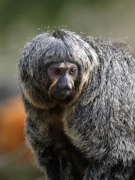 Fechar de macaco Saki — Fotografia de Stock