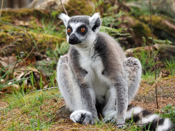 Retrato de Lemur Animal en la reserva — Foto de Stock