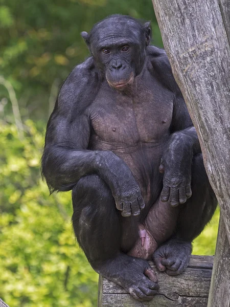 Close up of Chimpanzee outdoors — Stock Photo, Image