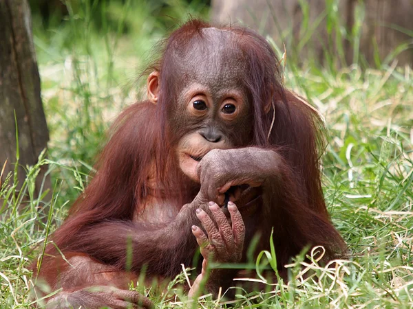 Orangutan bebê sentado na grama — Fotografia de Stock