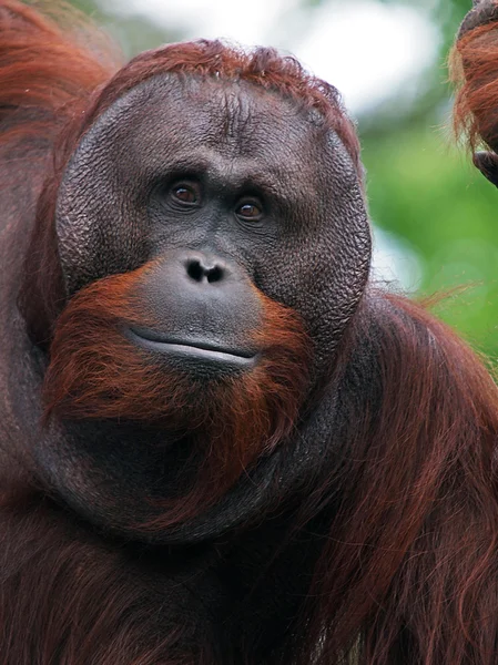 Nærbillede af orangutang mand - Stock-foto