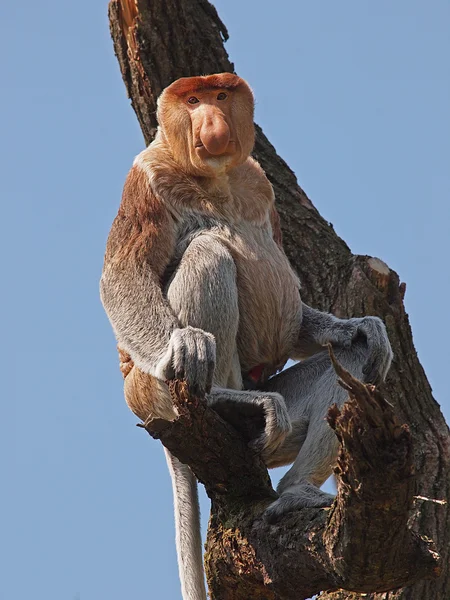 Portret Monkey trąba w rezerwie — Zdjęcie stockowe