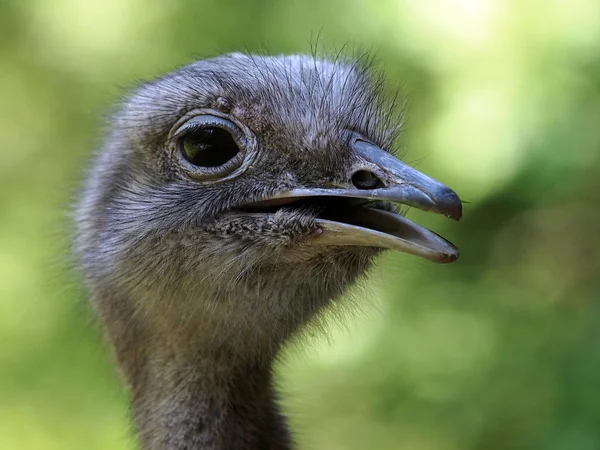 Retrato de uma Rhea comum — Fotografia de Stock