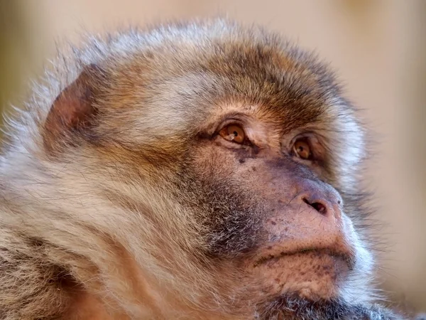 Retrato de un mono bereber — Foto de Stock