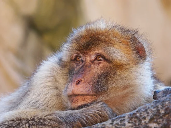 Портрет берберской обезьяны — стоковое фото