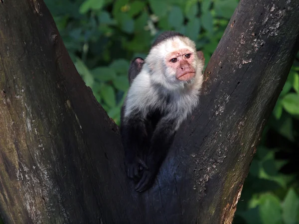 Macaco-prego na árvore — Fotografia de Stock