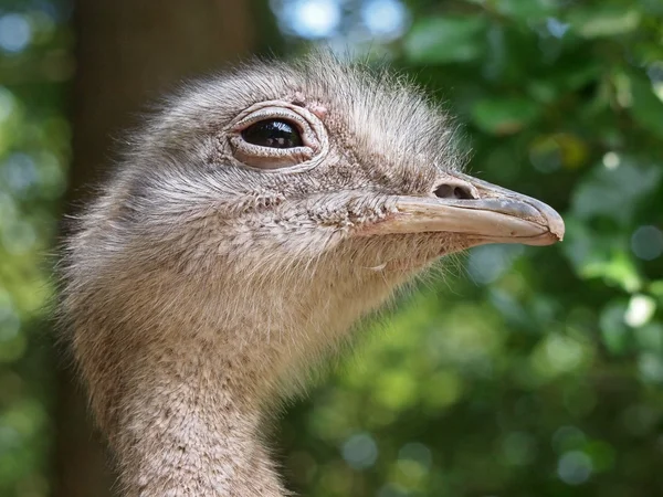 Porträt einer häufigen Rhea — Stockfoto