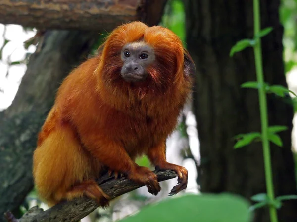 ゴールデンライオンタマリン (leontopithecus ロザリア) — ストック写真