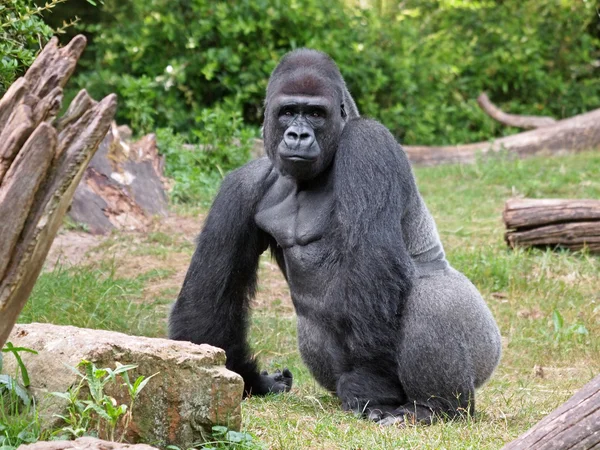 Retrato de un gorila — Foto de Stock