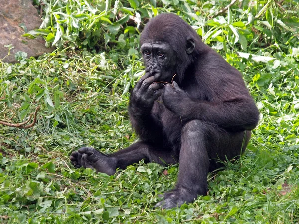 Porträt eines Gorillas — Stockfoto