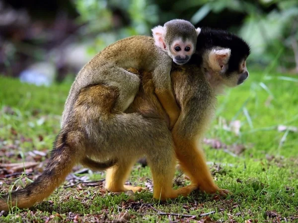 Squirrel monkey with child — Stock Photo, Image