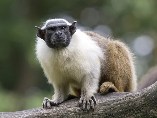 Portrét plášť tamarin v rezervaci — Stock fotografie