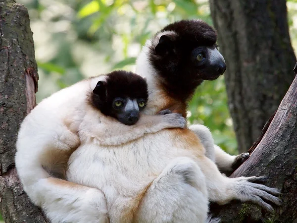 Porträtt av krönade Sifaka.på i reserven — Stockfoto