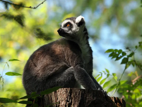 Närbild på en ring-tailed lemur — Stockfoto