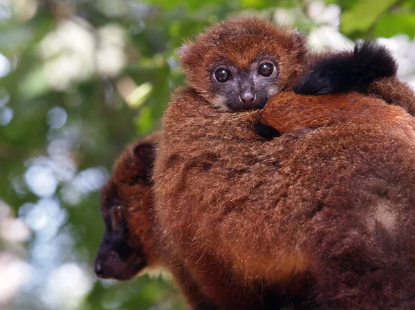 Red bellied lemur with baby — Stock Photo, Image