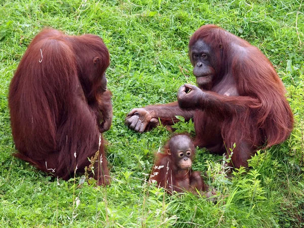 Orang utan z dzieckiem — Zdjęcie stockowe