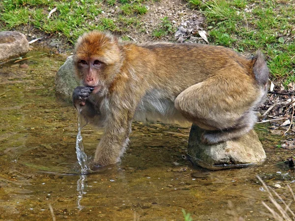 Portrait of a Berber Monkey — Stock Photo, Image