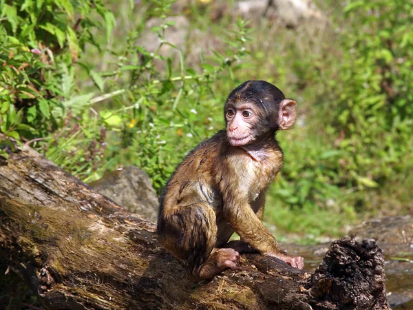 Portrait of a Berber Monkey — Stock Photo, Image