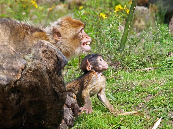 Berber monkeys with baby — Stock Photo, Image