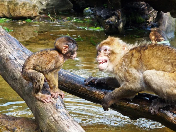 Berber monkeys with baby — Stock Photo, Image