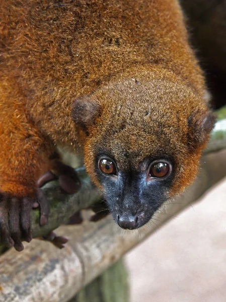 Red bellied Lemur on tree — Stock Photo, Image