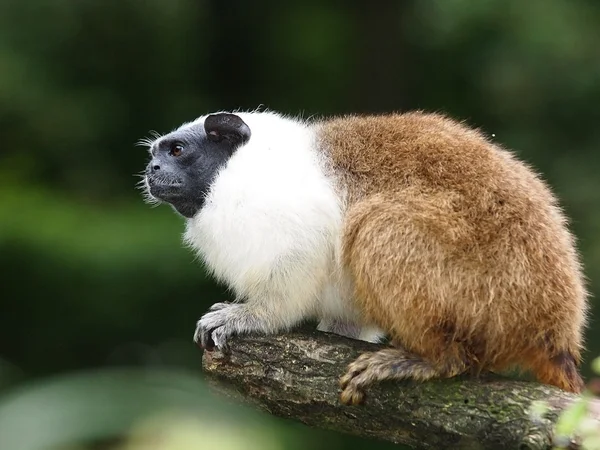 Retrato del manto de tamarín en la reserva — Foto de Stock