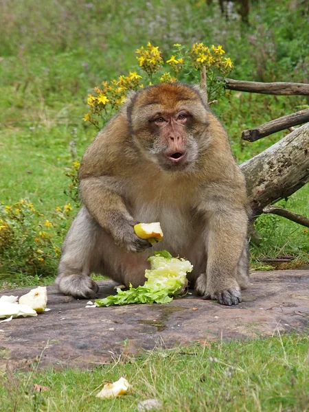 Portrait d'un singe berbère — Photo