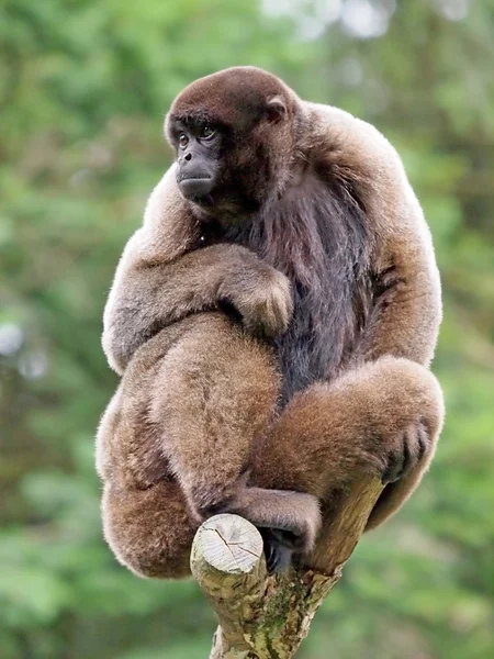 Lagothrix sitting on old tree — Stock Photo, Image