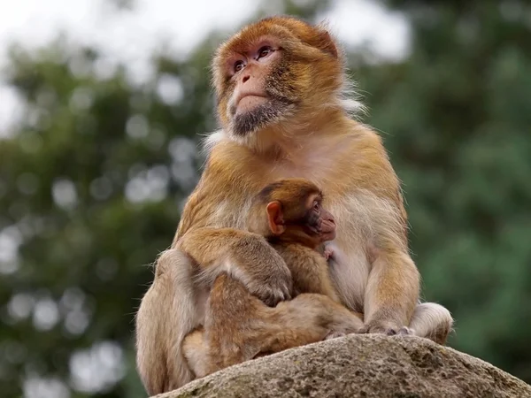 Macacos berberes com bebê — Fotografia de Stock