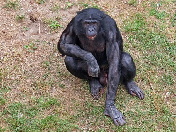 Retrato de un gorila — Foto de Stock