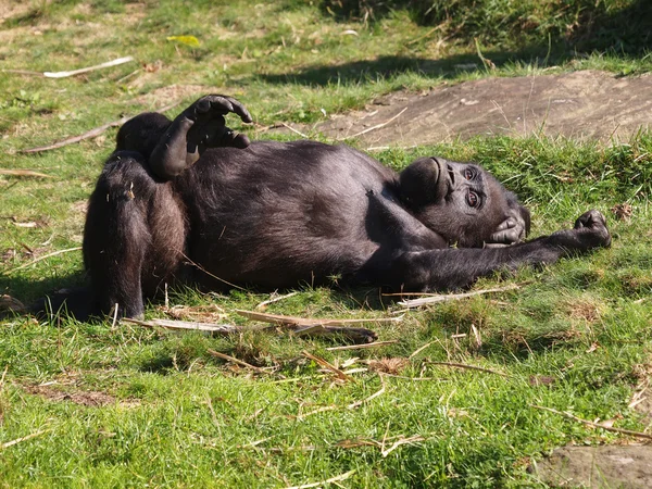 Retrato de un gorila — Foto de Stock