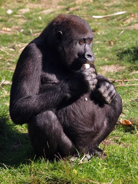 Портрет гориллы — стоковое фото
