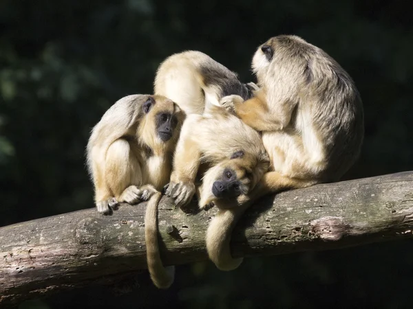 Monos aulladores en el árbol — Foto de Stock