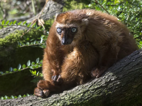 Blue eyed lemur i skogen — Stockfoto