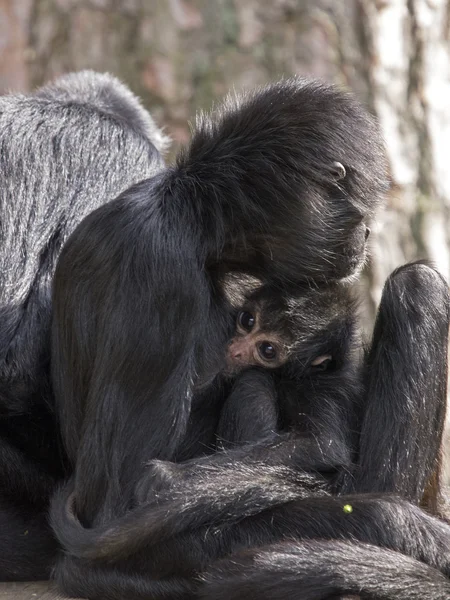 Singe araignée avec son bébé — Photo