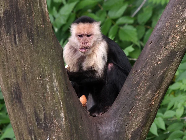 Singe capucin sur l'arbre — Photo