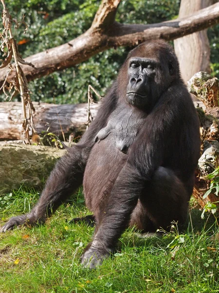 Egy gorilla portréja — Stock Fotó