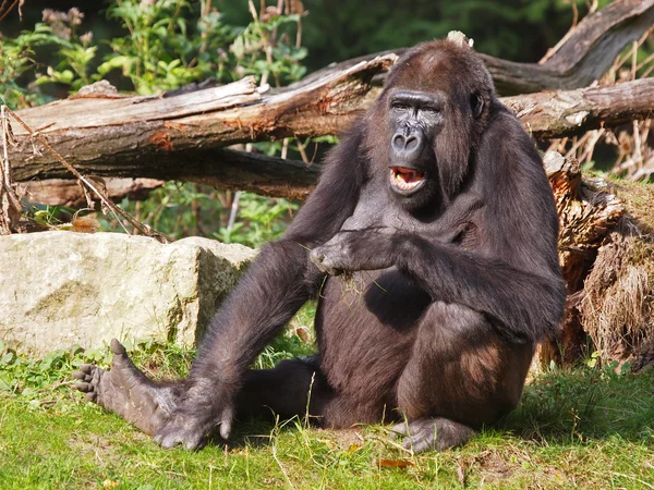 Portrait of a gorilla — Stock Photo, Image