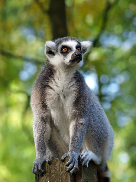 Singe écureuil à capuchon noir bolivien — Photo