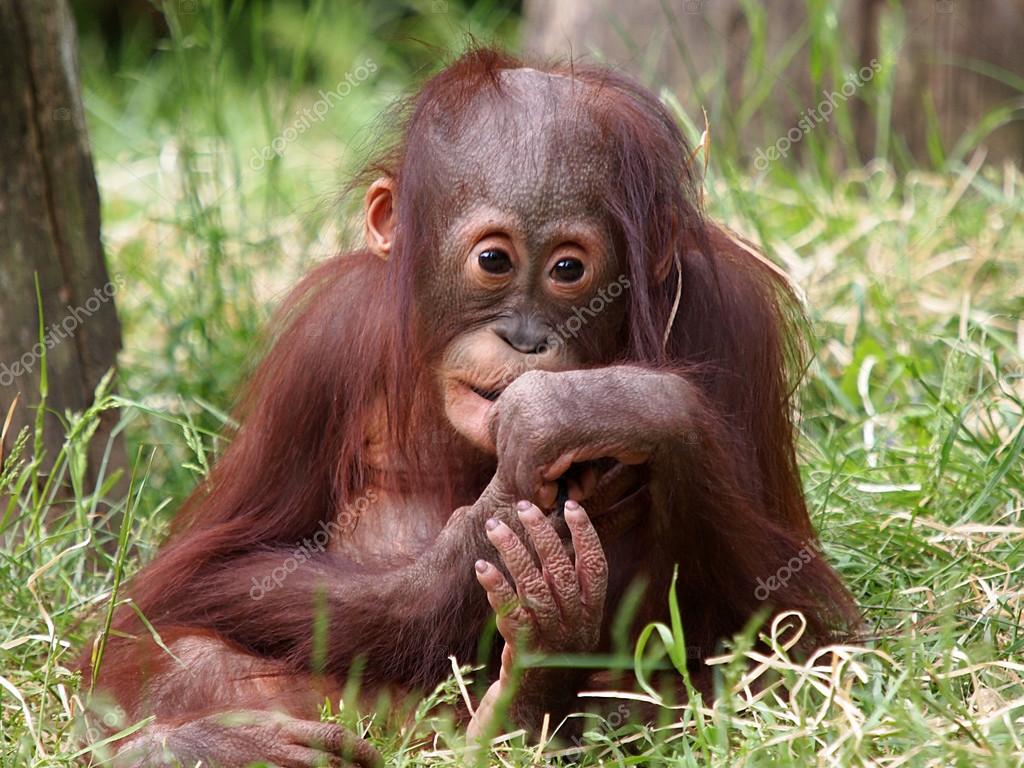 Orangutan baby sitting in grass Stock Photo EBFoto Orangutan baby sitting in grass Stock Photo EBFoto