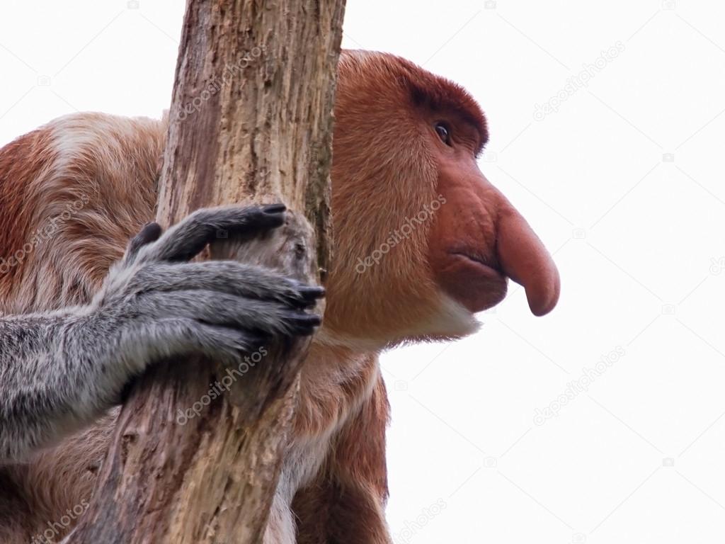 Portrait of Proboscis monkey in the reserve