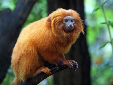 Altın Aslan pembe maymun (leontopithecus rosalia)