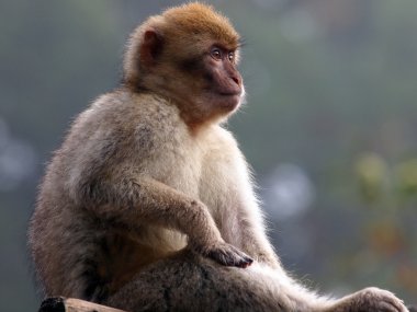 Bebek Berber maymun portresi